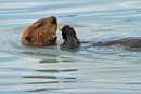 Loutre mer se nourrissant de sa pêche