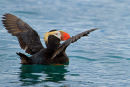 Macareux huppé ailes ouvertes