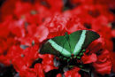 Machaon émeraude sur fleurs rouges