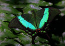 Machaon émeraude sur fougère