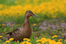 Canard colvert femelle au royame des pissenlits