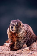Marmotte à ventre jaune - Rocky Mountains NP, Colorado