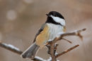 Mésange à tête noire sous la neige