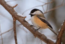 Mésange à tête noire en hiver