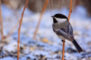 Mésange à tête noire en hiver