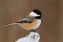 Mésange à tête noir perchée en hiver