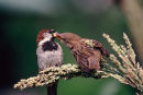 Moineau domestique mâle et juvénile
