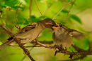 Moineau domestique femelle donnant la becquée