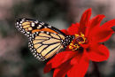 Monarque sur fleur rouge