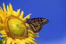 Monarque sur tournesol