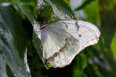 Morpho blanc à contrejour