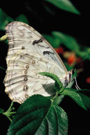 Morpho blanc sur feuille verte