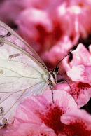Morpho blanc sur fleurs roses