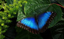 Morpho bleu sur feuille verte