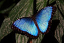 Morpho bleu sur feuilles vertes