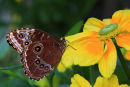 Morpho bleu sur rudbeckie