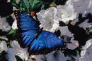 Morpho bleu sur fleurs blanches