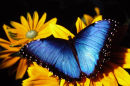 Morpho bleu sur fleurs jaunes