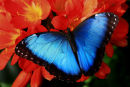 Morpho bleu sur clivia