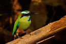 Motmot à sourcils bleus – Gros-plan