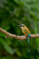 Motmot à sourcils bleus