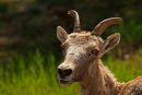 Mouflon d'Amérique femelle
