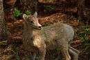Jeune mouflon d'Amérique