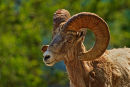 Mouflon d'Amérique mâle