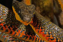 Neo-tropical bird eating snake