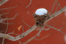 Nid sous la neige