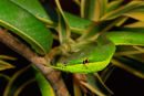 Serpent liane ou oxybelis fulgidus