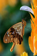 Papilio dardanus sur pachystachys