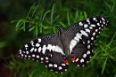 Papilio demodocus ailes ouvertes