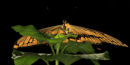 Papilio demodocus de face