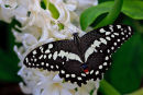 Papilio demodocus sur fleurs blanches