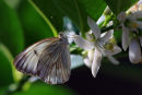 Papillon blanc sur fleur blanche