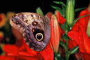 Papillon chouette sur lys rouge