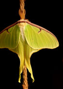 Papillon lune