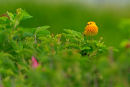 Paruline jaune mâle dans un rosier sauvage