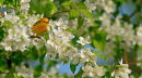 Paruline jaune mâle dans un pommier en fleurs