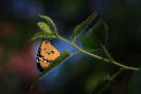 Petit monarque sur tige verte