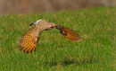 Pic flamboyant mâle en vol