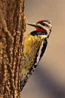 Pic maculé mâle