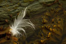 Plume à marée basse
