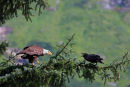 Le pygargue et le corbeau