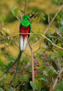 Quetzal resplendissant mâle