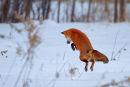 Renard roux bondissant dans la neige