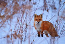 Renard roux en hiver à la brunante