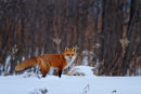 Renard roux en hiver