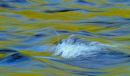 Reflets en eaux vives au printemps 2